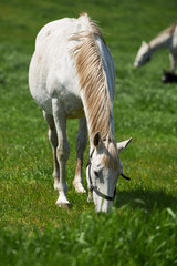 White horse's leisurely grass-eating