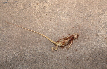 Ants bite the dead lizards on the ground