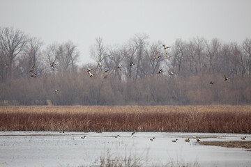 flock of mallards taking off