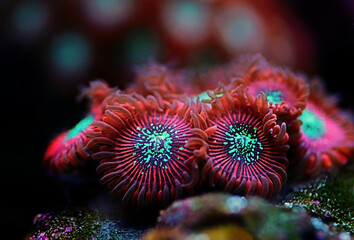 Red Magician expensive Caribbean zoanthus polyps in macro shot