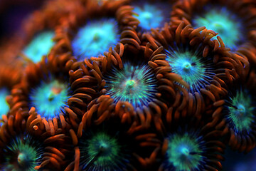 Multicolored Zoanthus polyps colony in close up focus