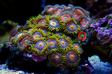 Multicolored Zoanthus polyps colony in close up focus