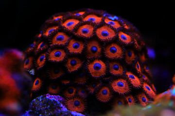 Multicolored Zoanthus polyps colony in close up focus