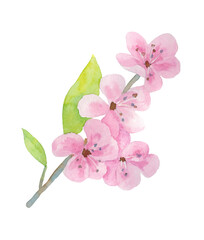Cherry blossom branch isolated on white background. The illustration is hand-drawn in watercolor.