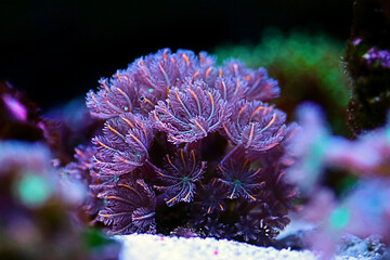 The Clavularia Glove Polyps colony - Clavulariidae spp.
