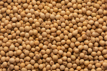 close up soybeans, dried soy beans 
