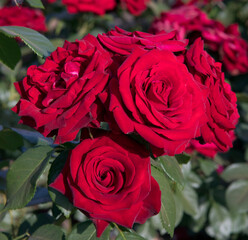 Red roses flowering in the garden. Closeup view of Rosa Niccolo Paganini flower cluster of red petals, blossoming in the park.