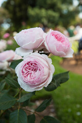 Floral. Closeup view of Rosa Abraham Darby flowers of white and light pink petals blooming in the...