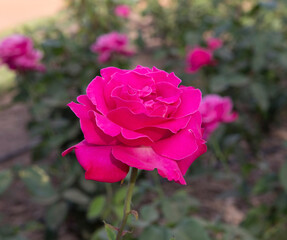 Pink roses flower bed. Closeup view of Rosa Caprice de Meilland flower of pink petals, blooming in the park in spring. 