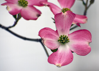 Naklejka na ściany i meble Close up of a pink tree blossom.