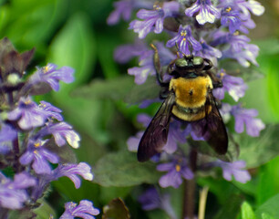 Close up of a bee on a purple flower.