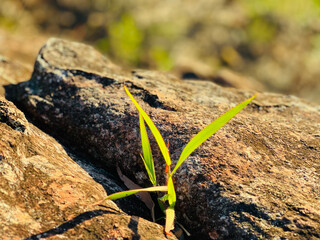 sprout growing on the ground