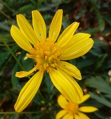 Fototapeta premium yellow flower in the garden