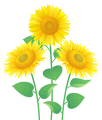 Fototapeta premium 夏の風物詩 ひまわりのベクターイラスト