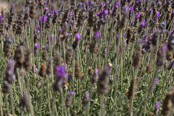 lavender fields, purple flowers