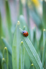 The Ladybug