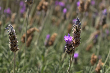 lavender fields close up, purple flowers