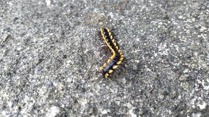 Centipede on the ground