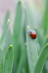 The Ladybug