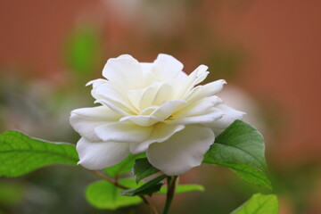 Bellas y coloridas flores en el jardin de mi casa
