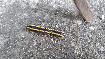 Centipede on a the ground
