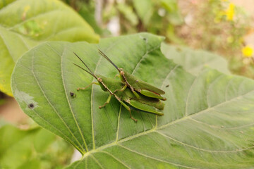 a pair of grasshoppers making love,on the green leaf.