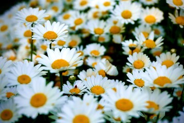 Fototapeta premium 白い花