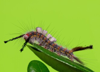 Live Oak Tussock caterpillar (Orgyia detrita) on a leaf, side view with green background and copy space. Species found in North America.