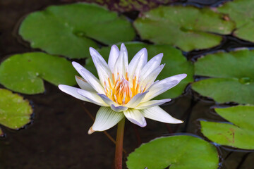 Elegant and beautiful water lily.