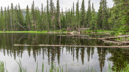 Tree Reflections at Finch Lake RMNP