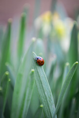 The Ladybug