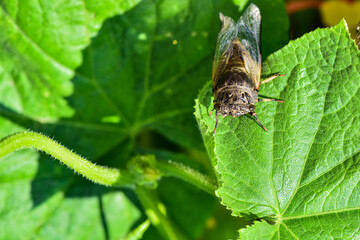 A cicada perched on a wild plant leaf