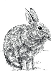 Isolated Ink Drawing of Bunny Rabbit in Vector Form