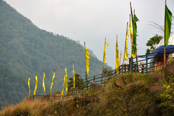 Dendrobium Fimbriatum orchid hanging from tree