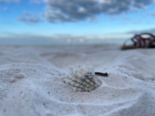 shell on the beach
