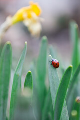 The Ladybug Welcome Spring