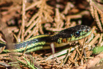 snake in the grass