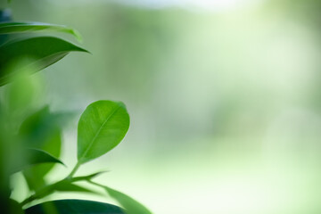 Amazing nature view of green leaf on blurred greenery background in garden and sunlight with copy space using as background natural green plants landscape, ecology, fresh wallpaper.
