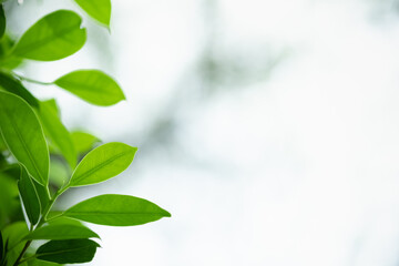 Amazing nature view of green leaf on blurred greenery background in garden and sunlight with copy space using as background natural green plants landscape, ecology, fresh wallpaper.
