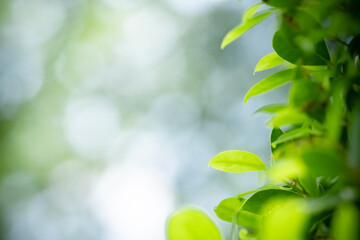 Amazing nature view of green leaf on blurred greenery background in garden and sunlight with copy space using as background natural green plants landscape, ecology, fresh wallpaper.