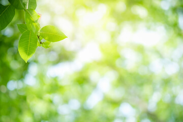 Amazing nature view of green leaf on blurred greenery background in garden and sunlight with copy space using as background natural green plants landscape, ecology, fresh wallpaper.