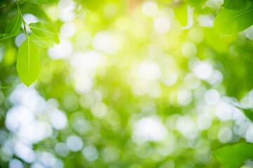 Obraz premium Amazing nature view of green leaf on blurred greenery background in garden and sunlight with copy space using as background natural green plants landscape, ecology, fresh wallpaper.
