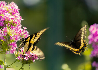 Butterflies in flight