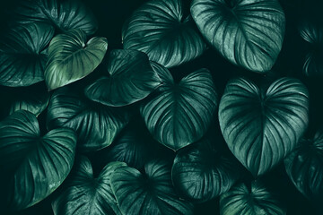 Obraz na płótnie Canvas dark tropical foliage, botanical nature background