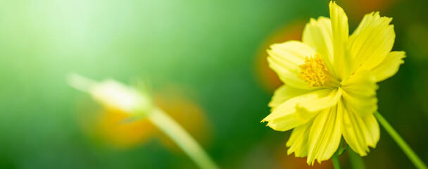Obraz premium Amazing nature view of yellow leaf on blurred greenery background in garden and sunlight with copy space using as background natural green plants landscape, ecology, fresh wallpaper.