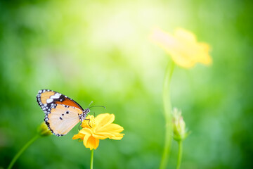 Amazing nature view of butterfly on blurred greenery background in garden and sunlight with copy space using as background natural green plants landscape, ecology, fresh wallpaper concept.