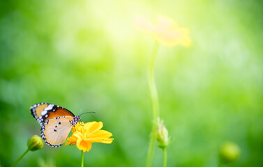 Amazing nature view of butterfly on blurred greenery background in garden and sunlight with copy space using as background natural green plants landscape, ecology, fresh wallpaper concept.