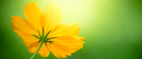 Amazing nature view of orange leaf on blurred greenery background in garden and sunlight with copy space using as background natural green plants landscape, ecology, fresh wallpaper.