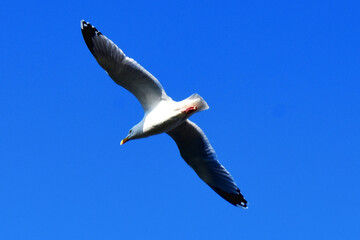 Single Seagull flying on blue sky background. Beautiful seabird with sunshine and clear sky in spring season in UK.
