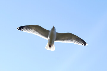 Single Seagull flying on blue sky background. Beautiful seabird with sunshine and clear sky in spring season in UK.